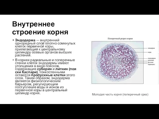 Внутреннее строение корня Эндодерма — внутренний однорядный слой плотно сомкнутых клеток первичной