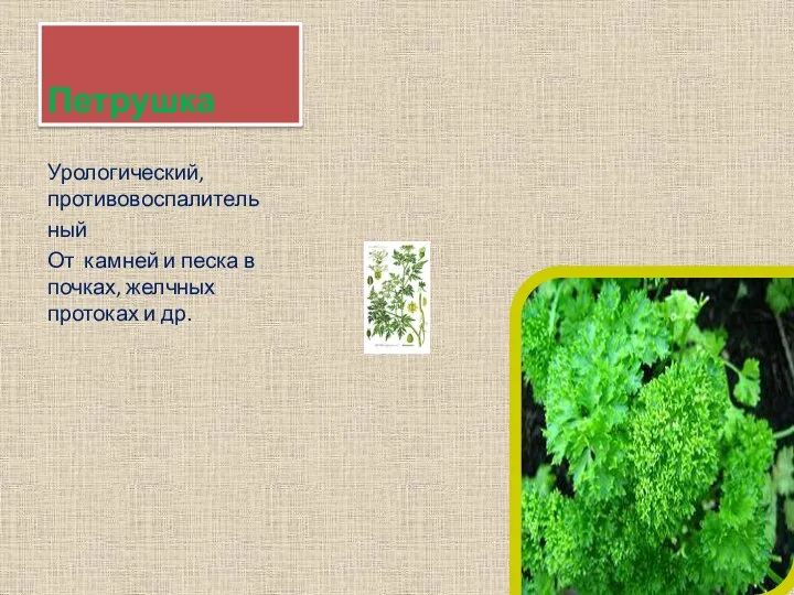 Петрушка Урологический, противовоспалитель ный От камней и песка в почках, желчных протоках и др.