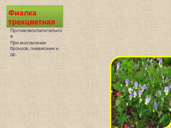 Фиалка трехцветная Противовоспалительное При воспалении бронхов, пневмонии и др.