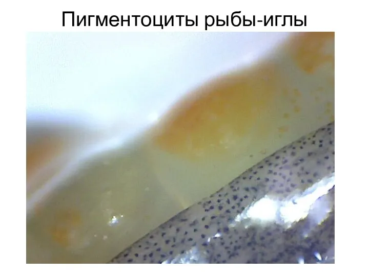 Пигментоциты рыбы-иглы