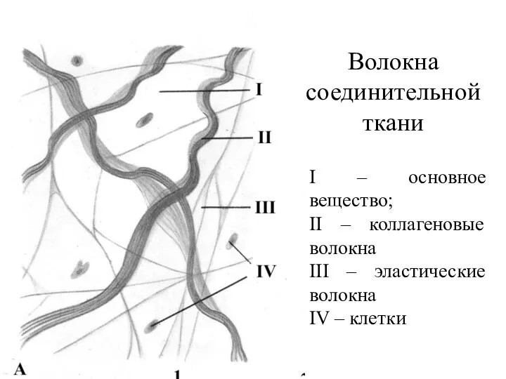 Волокна соединительной ткани І – основное вещество; II – коллагеновые волокна III