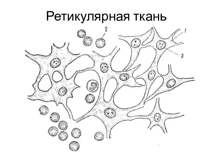 Ретикулярная ткань