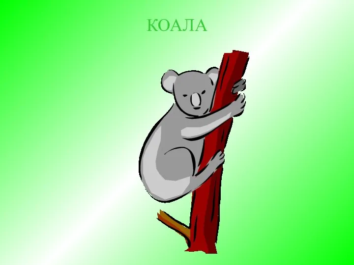 КОАЛА