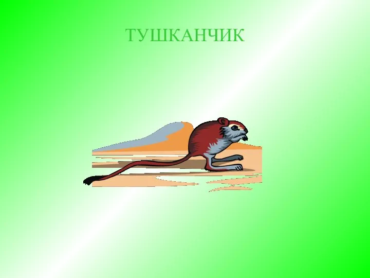 ТУШКАНЧИК