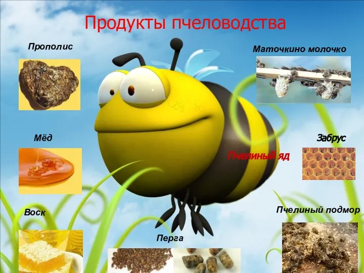 Продукты пчеловодства Прополис Воск Мёд Перга Маточкино молочко Пчелиный подмор Пчелиный яд Забрус