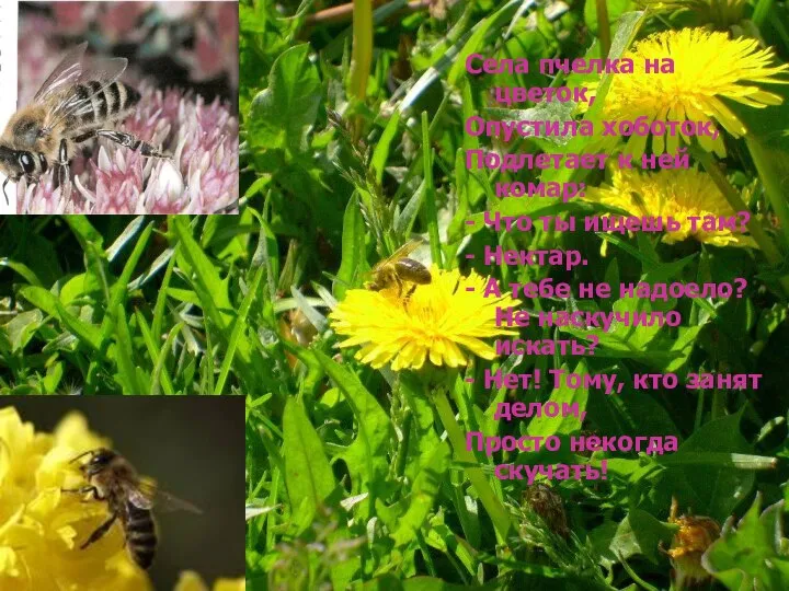 Села пчелка на цветок, Опустила хоботок, Подлетает к ней комар: - Что