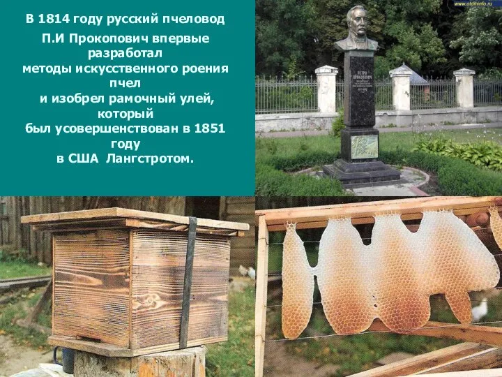 В 1814 году русский пчеловод П.И Прокопович впервые разработал методы искусственного роения