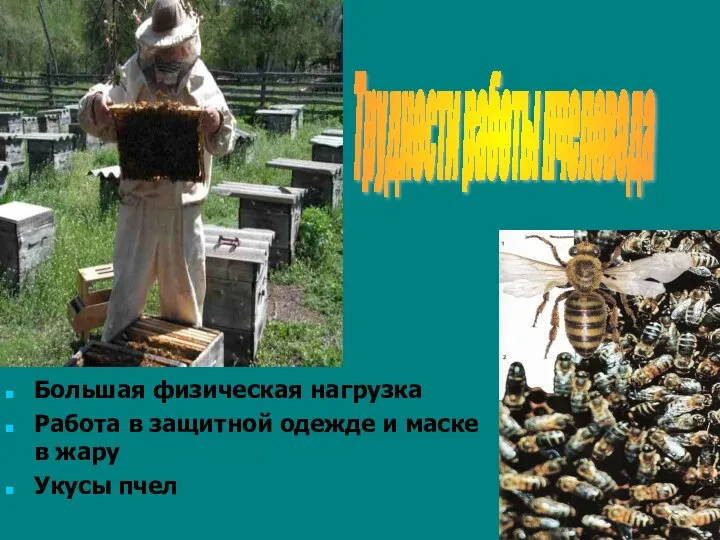 Большая физическая нагрузка Работа в защитной одежде и маске в жару Укусы пчел Трудности работы пчеловода