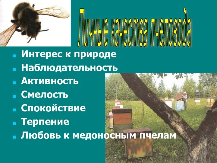 Интерес к природе Наблюдательность Активность Смелость Спокойствие Терпение Любовь к медоносным пчелам Личные качества пчеловода