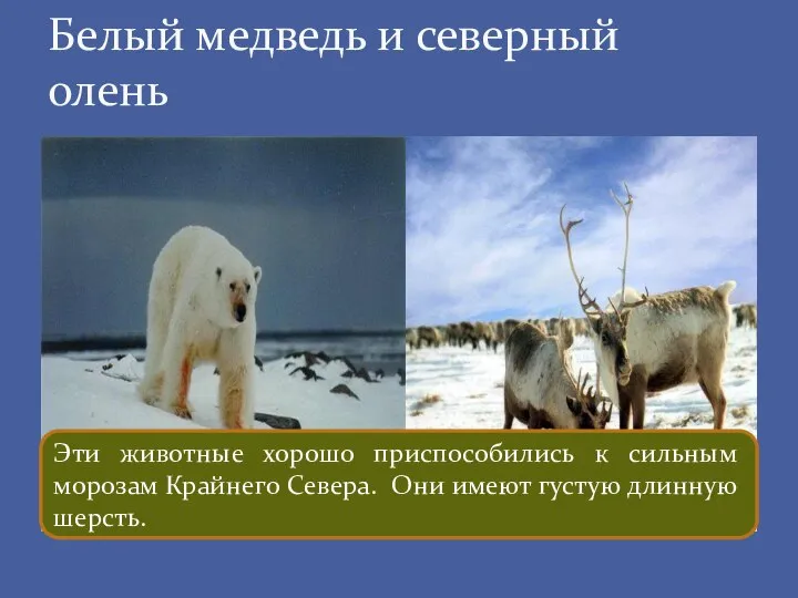 Белый медведь и северный олень Эти животные хорошо приспособились к сильным морозам