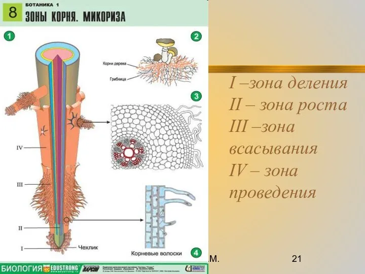 09/10/2023 Романова О.М. I –зона деления II – зона роста III –зона