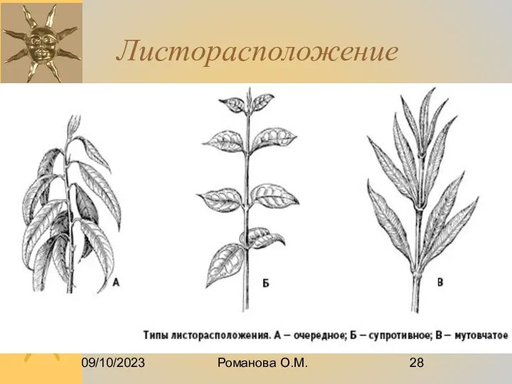 09/10/2023 Романова О.М. Листорасположение