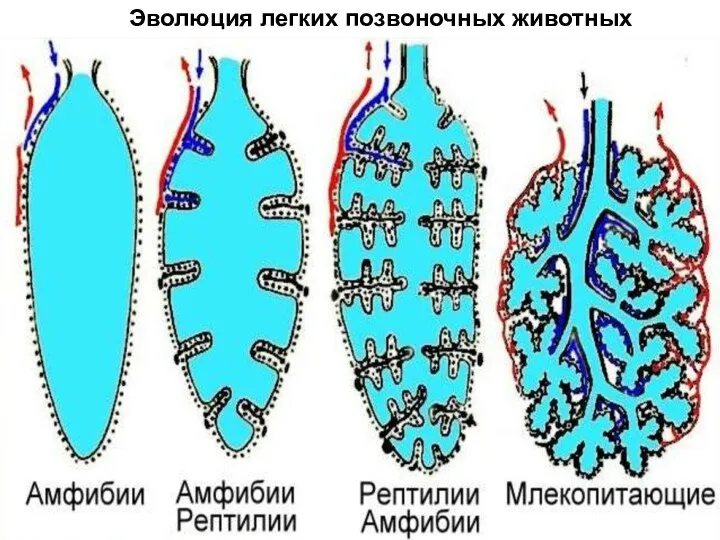 Эволюция легких позвоночных животных