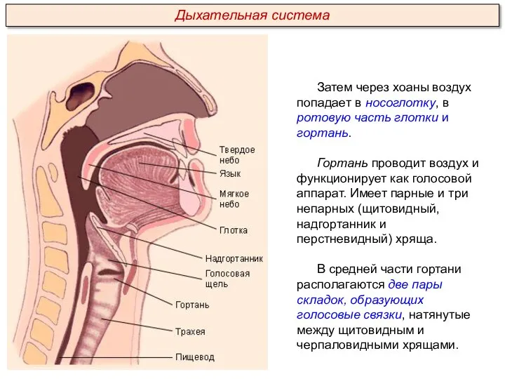 Затем через хоаны воздух попадает в носоглотку, в ротовую часть глотки и