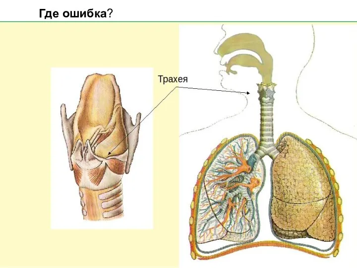 Где ошибка?