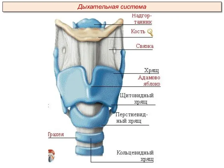 Дыхательная система