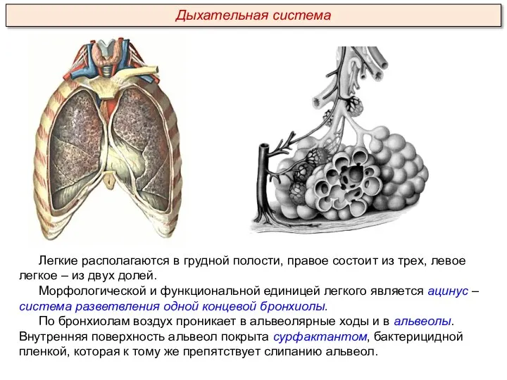 Легкие располагаются в грудной полости, правое состоит из трех, левое легкое –