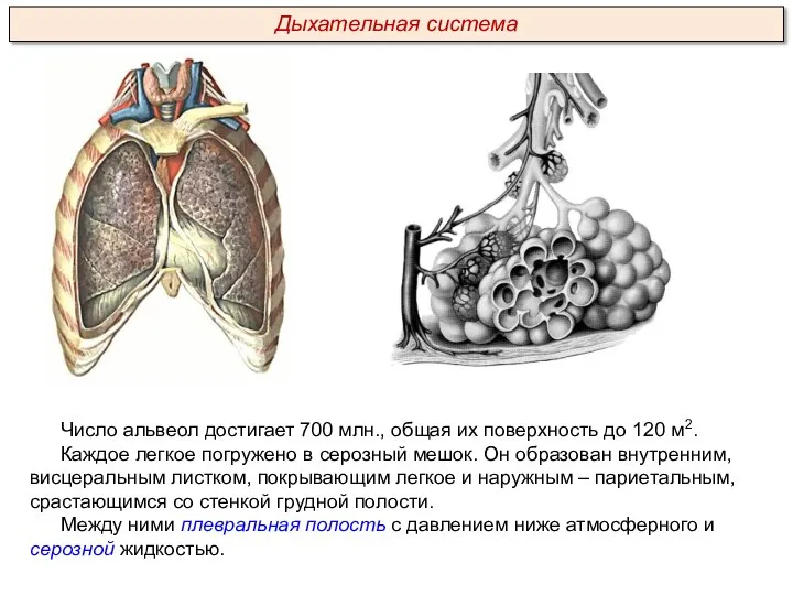 Число альвеол достигает 700 млн., общая их поверхность до 120 м2. Каждое