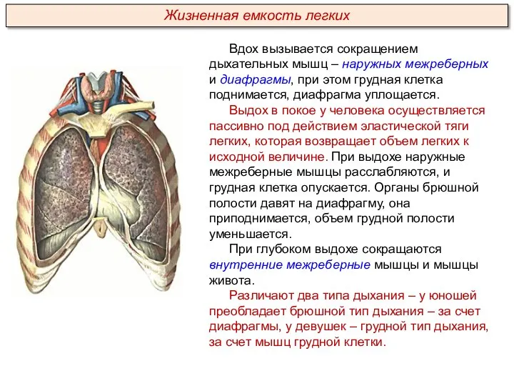 Вдох вызывается сокращением дыхательных мышц – наружных межреберных и диафрагмы, при этом