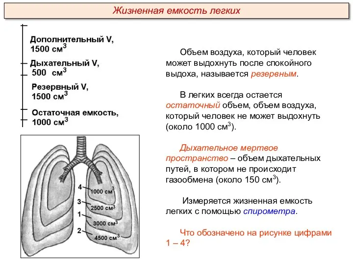 Объем воздуха, который человек может выдохнуть после спокойного выдоха, называется резервным. В