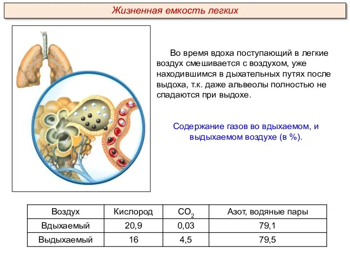 Во время вдоха поступающий в легкие воздух смешивается с воздухом, уже находившимся