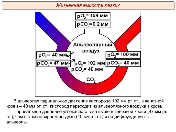 В альвеолах парциальное давление кислорода 102 мм рт. ст., в венозной крови