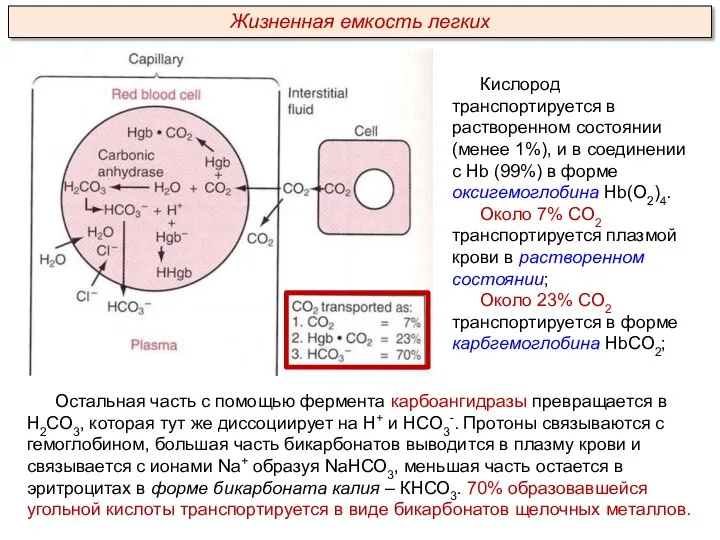 Кислород транспортируется в растворенном состоянии (менее 1%), и в соединении с Hb