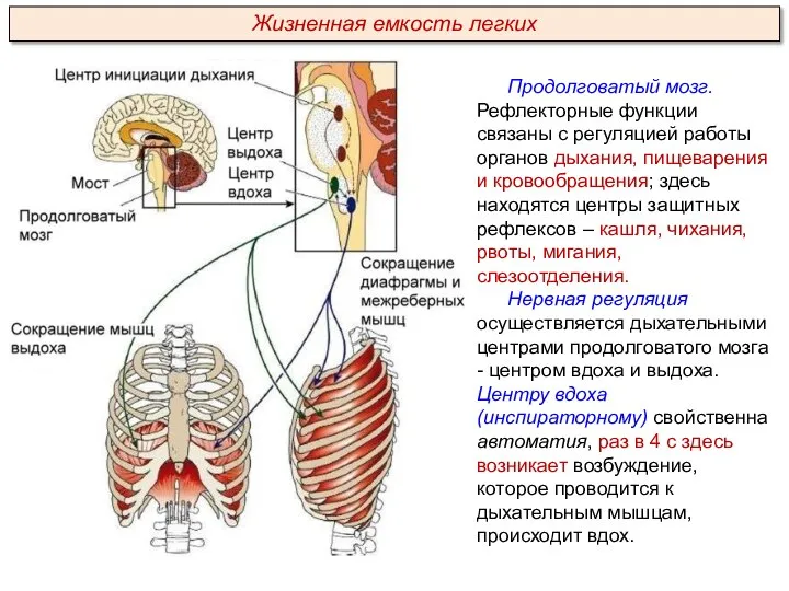 Продолговатый мозг. Рефлекторные функции связаны с регуляцией работы органов дыхания, пищеварения и