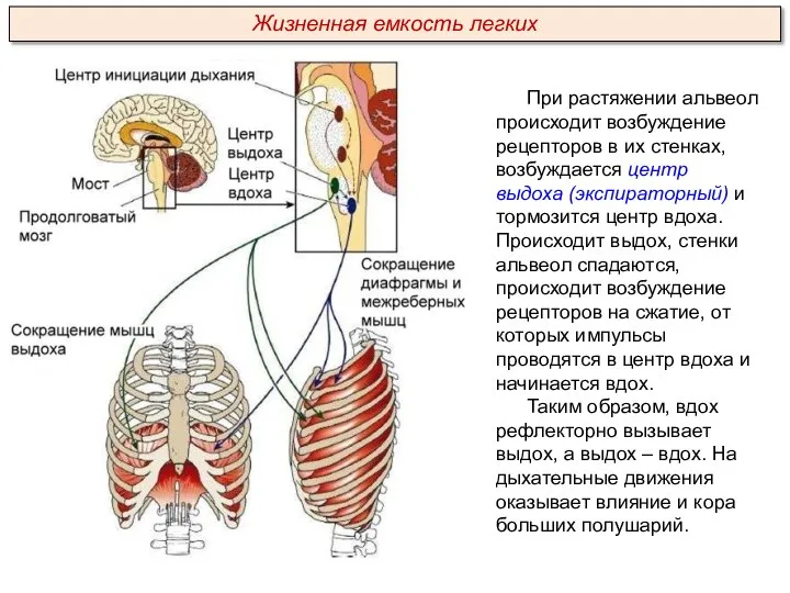 При растяжении альвеол происходит возбуждение рецепторов в их стенках, возбуждается центр выдоха