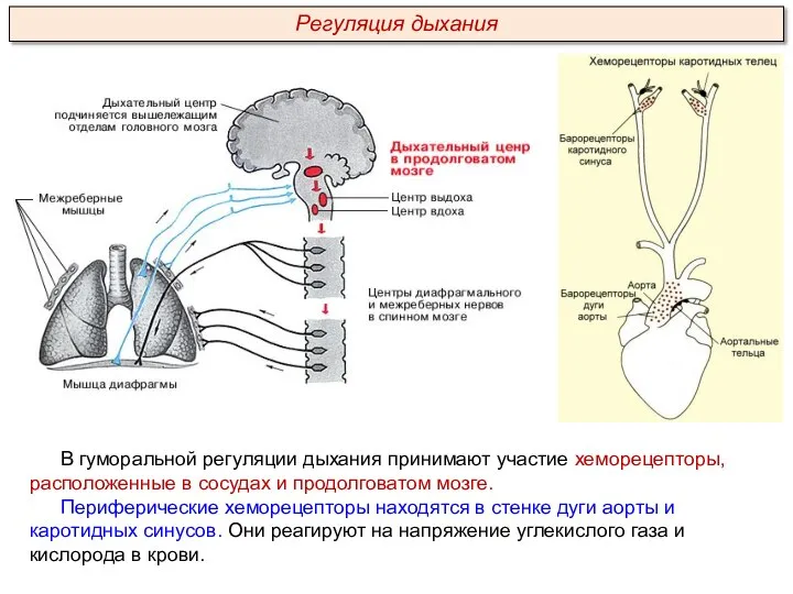 В гуморальной регуляции дыхания принимают участие хеморецепторы, расположенные в сосудах и продолговатом