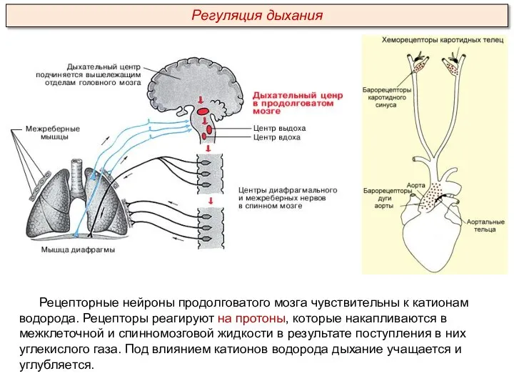 Рецепторные нейроны продолговатого мозга чувствительны к катионам водорода. Рецепторы реагируют на протоны,