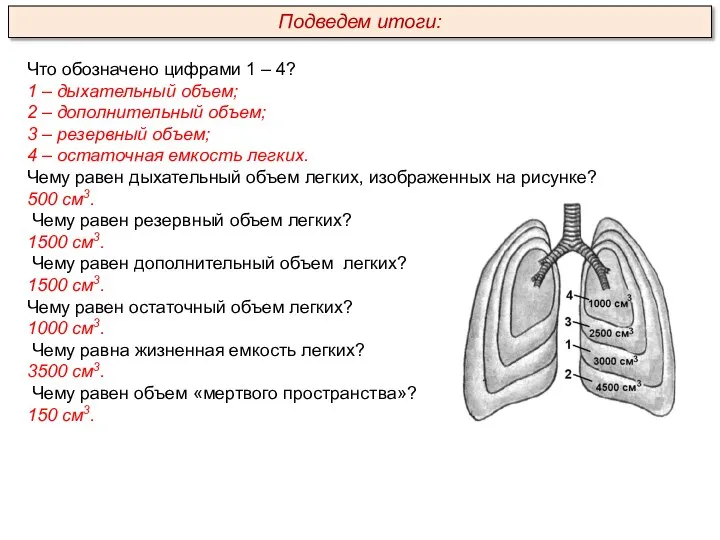 Что обозначено цифрами 1 – 4? 1 – дыхательный объем; 2 –