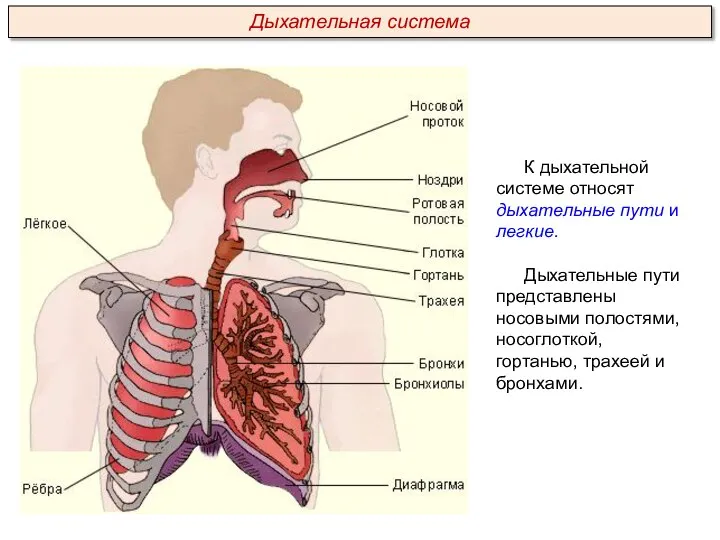 К дыхательной системе относят дыхательные пути и легкие. Дыхательные пути представлены носовыми