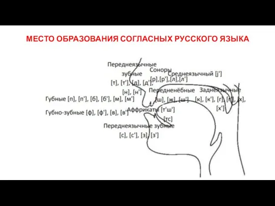 МЕСТО ОБРАЗОВАНИЯ СОГЛАСНЫХ РУССКОГО ЯЗЫКА