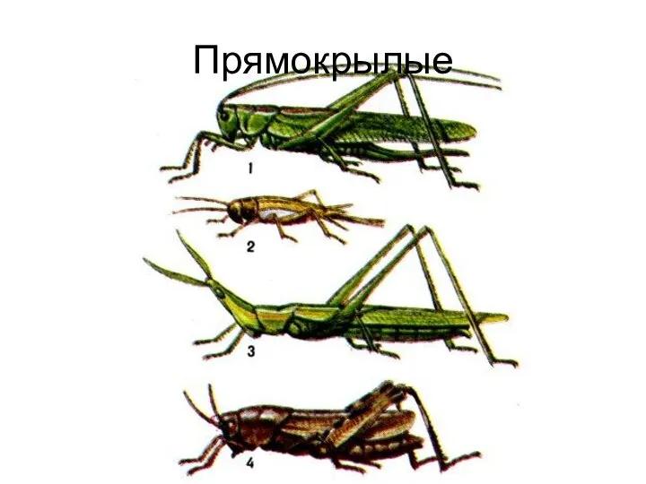 Прямокрылые