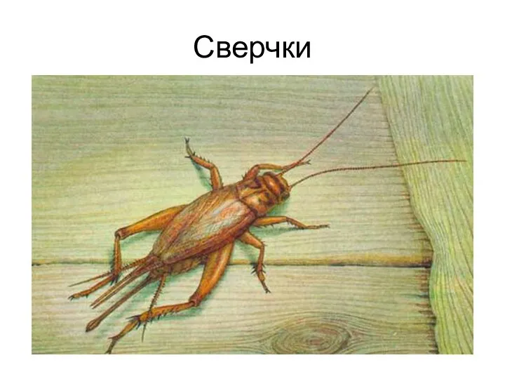 Сверчки