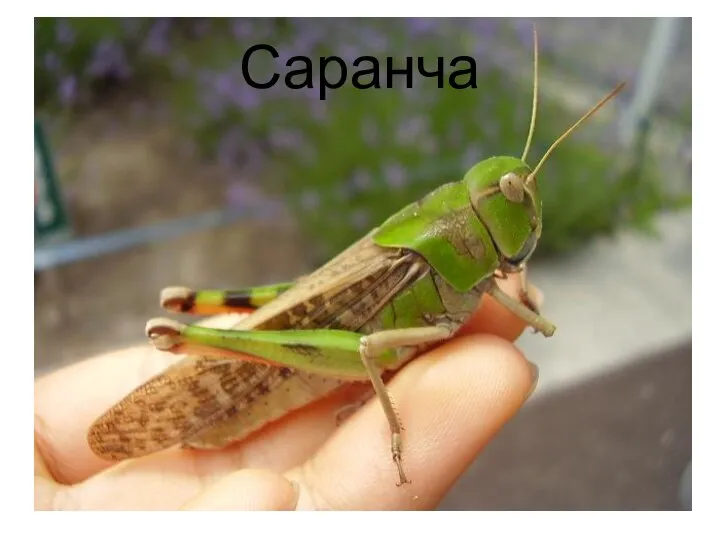 Саранча