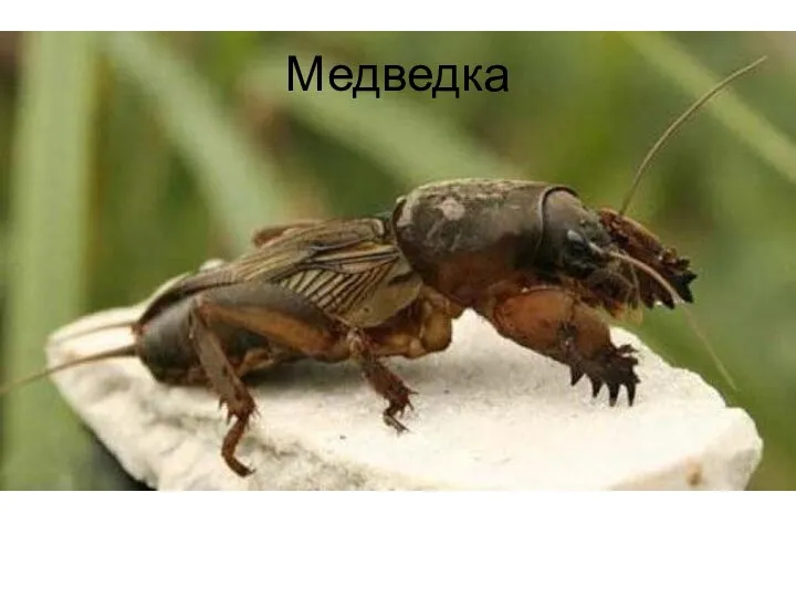 Медведка