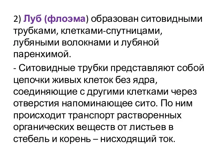 2) Луб (флоэма) образован ситовидными трубками, клетками-спутницами, лубяными волокнами и лубяной паренхимой.