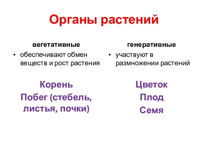 Органы растений вегетативные обеспечивают обмен веществ и рост растения Корень Побег (стебель,