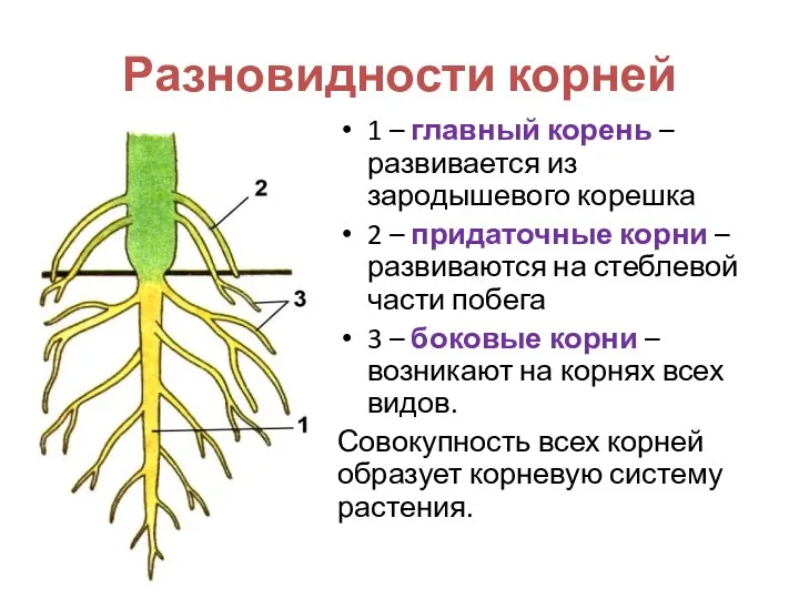Разновидности корней 1 – главный корень – развивается из зародышевого корешка 2