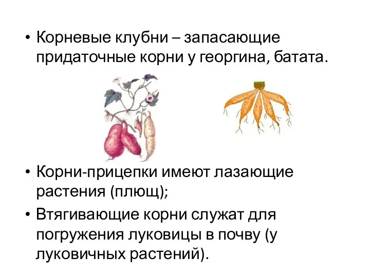 Корневые клубни – запасающие придаточные корни у георгина, батата. Корни-прицепки имеют лазающие