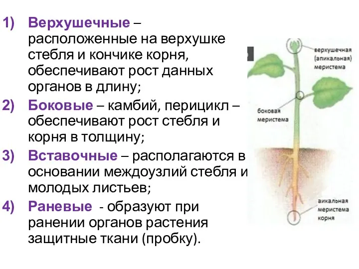 Верхушечные – расположенные на верхушке стебля и кончике корня, обеспечивают рост данных