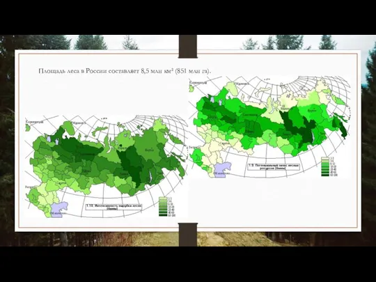 Площадь леса в России составляет 8,5 млн км² (851 млн га).