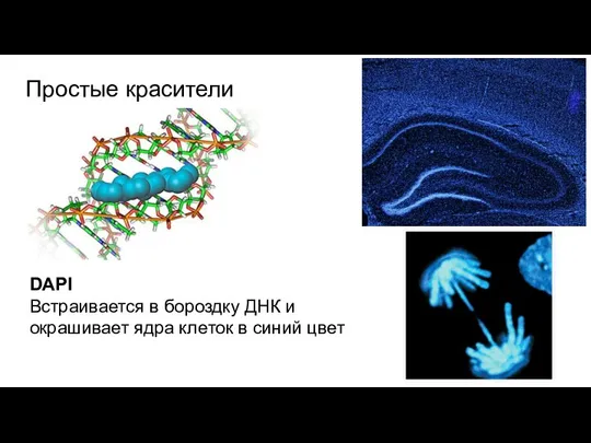 Простые красители DAPI Встраивается в бороздку ДНК и окрашивает ядра клеток в синий цвет