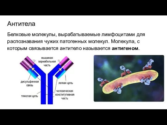 Антитела Белковые молекулы, вырабатываемые лимфоцитами для распознавания чужих патогенных молекул. Молекула, с