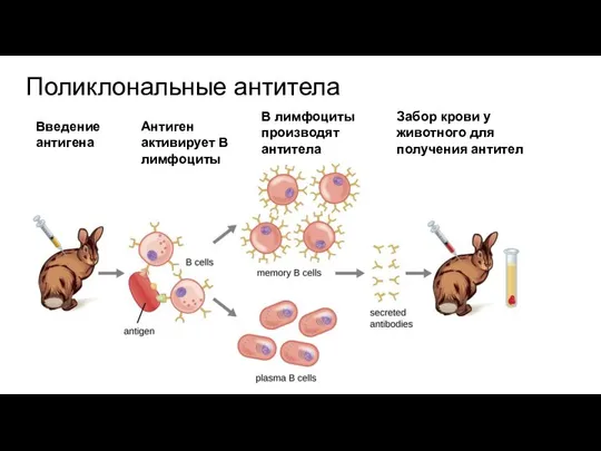 Поликлональные антитела Введение антигена Антиген активирует В лимфоциты В лимфоциты производят антитела