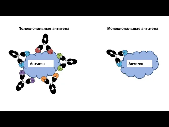 Антиген Антиген Поликлональные антитела Моноклональные антитела