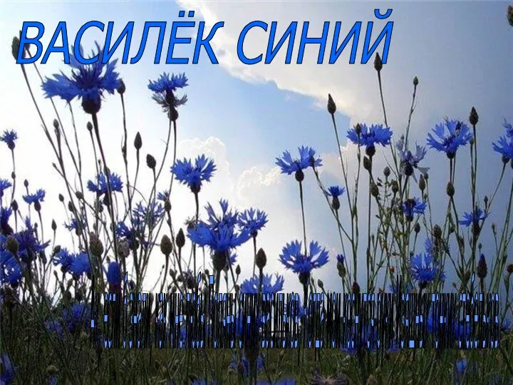 ВАСИЛЁК СИНИЙ Ах, если б знали, как мне любы Поляны синих васильков,