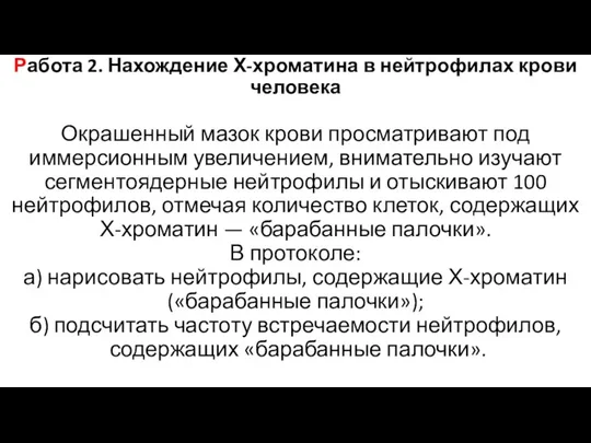 Работа 2. Нахождение Х-хроматина в нейтрофилах крови человека Окрашенный мазок крови просматривают